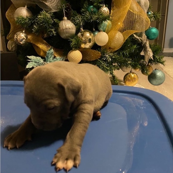 Mens Versace cracked leather Sneakers size 12 - Picture 9 of 9